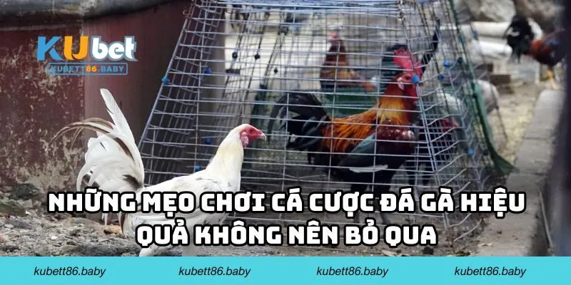 Những mẹo chơi cá cược đá gà hiệu quả không nên bỏ qua