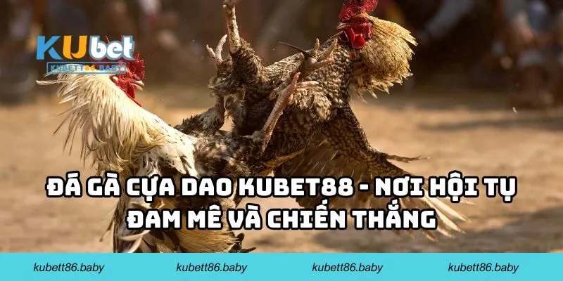 Đá gà cựa dao Kubet88 - Nơi hội tụ đam mê và chiến thắng