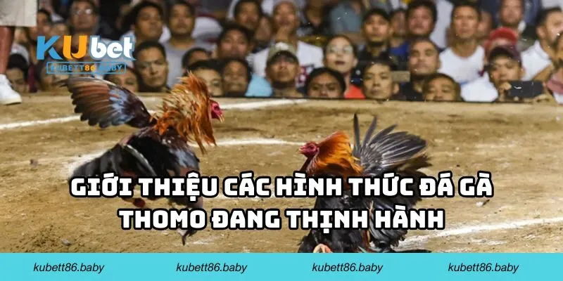 Giới thiệu các hình thức đá gà thomo đang thịnh hành